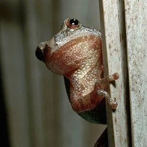 Meet your Posher, Barb